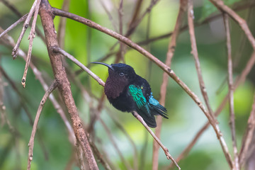 Purple-throated Carib, Eulampis jugularis, beautiful hummingbird perched on a branch 
