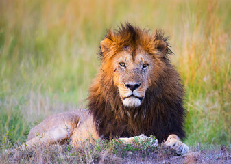 African Male Lion