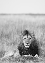 Black and White Lion Portrait