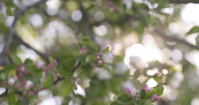 Slow motion pan of blossoming apple tree in a garden