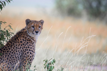Cheetah Portrait © Nilesh