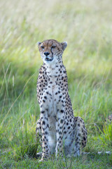 Cheetah Portrait 