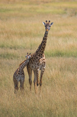 Naklejka na ściany i meble Mother and Baby Giraffe