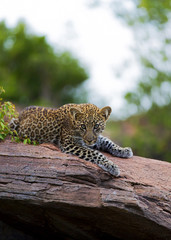 Leopard Cub Staring