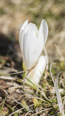 White crocus in a green grass during spring