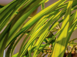 Tender Soft Green New Born Leaves of a Small bush at the Beginning of Spring