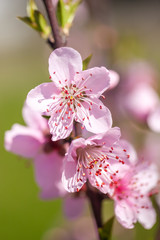 Close up of pink Cherry Blossom flowers on tree branch