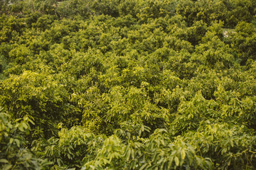 Plantation of avocado trees.