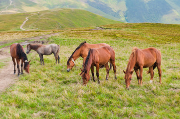 Naklejka na ściany i meble The herd of horses grazing on mountain meadows