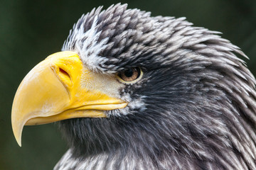 a portrait of a steller's sea eagle