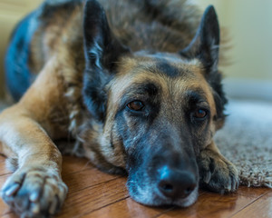 Saint Louis, MO USA - 04/24/2015 - Lazy German Shepherd Dog

