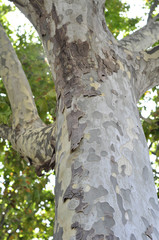 Obraz premium Tree Trunk Bark