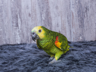 Loro amazonico