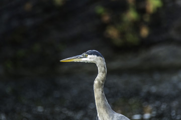 Great Blue Heron on a rock at the side of a northern river