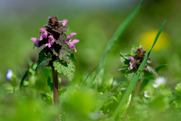 Close up of red dead-nettle (Lamium purpureum) with green blurred background