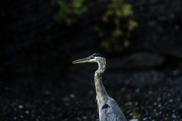 Great Blue Heron on a rock at the side of a northern river