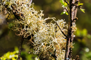 Flechten wie Wunderschön