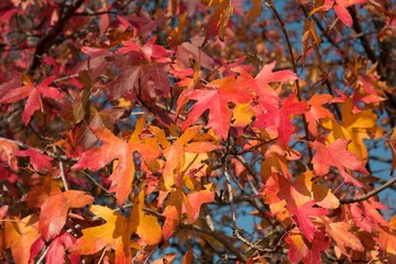 Colored leaves of the maple tree