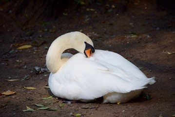 Swan