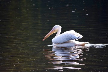 Pelican Swimming