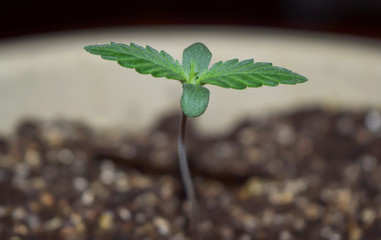 Young hemp cannabis marihuana, shoots through the ground