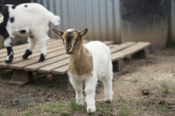 African pygmy goat