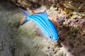 Blue fish in the coral reef. Fish of the red sea