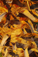 Testura of a palm tree trunk