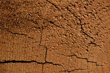 A cut of a tree, a beautiful background from a tree texture
