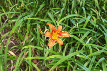 Growing tiger lily in nature. The bud of the tiger lily.