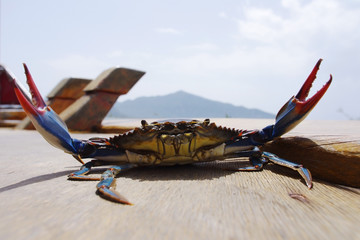 Blue Crab with the spread wide feelers on the surface of the wooden boat.