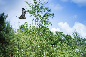 The bird is a predator in flight.