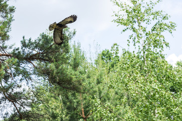 Buteo buteo soaring in the sky.