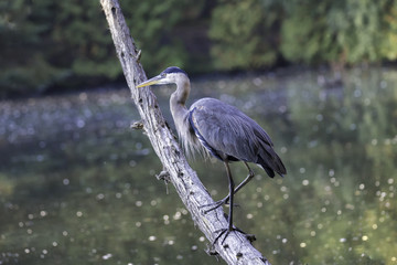 Great blue heron on a bank of a northern river