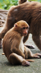 monkey at Wat Tham Pla, Monkey Temple, Chiang Rai, Thailand