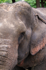 Fototapeta na wymiar close up of an Elephant in Chiang Mai, Thailand