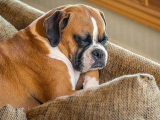 Close-up of a young female boxer dog indoors