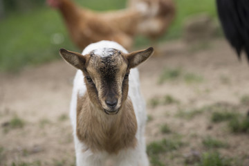 African pygmy goat