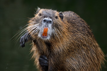 Nutria