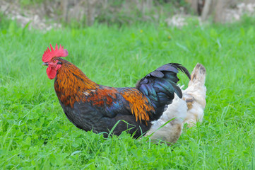 A galinha e o galo são, respectivamente, a fêmea e o macho da espécie gallus domesticus de aves galiformes e fasianais