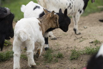 Obraz premium Two african pygmy goat
