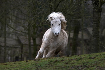 Fototapeta na wymiar Shetland Pony