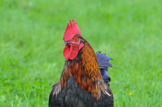 A galinha e o galo s&atilde;o, respectivamente, a f&ecirc;mea e o macho da esp&eacute;cie gallus domesticus de aves galiformes e fasianais