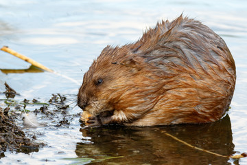 Ondatra zibethicus, Muskrat.