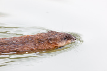 Ondatra zibethicus, Muskrat.