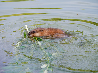 Ondatra zibethicus, Muskrat.