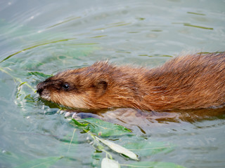 Ondatra zibethicus, Muskrat.