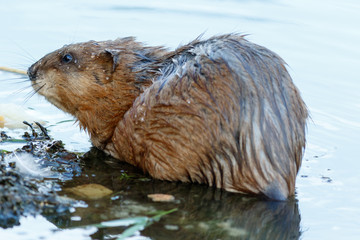 Ondatra zibethicus, Muskrat.