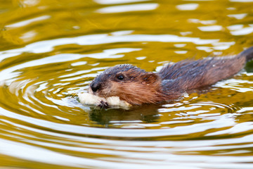 Ondatra zibethicus, Muskrat.