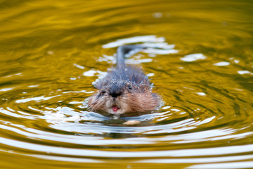 Ondatra zibethicus, Muskrat.